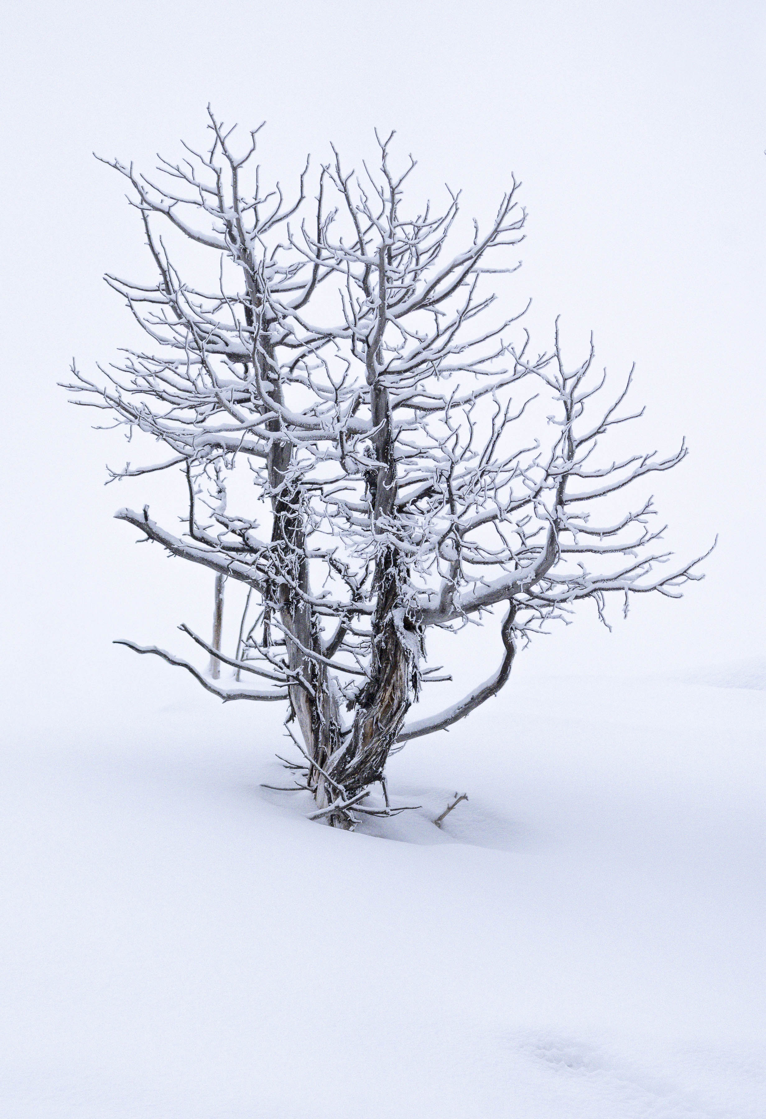 Solitude — Yellowstone winter