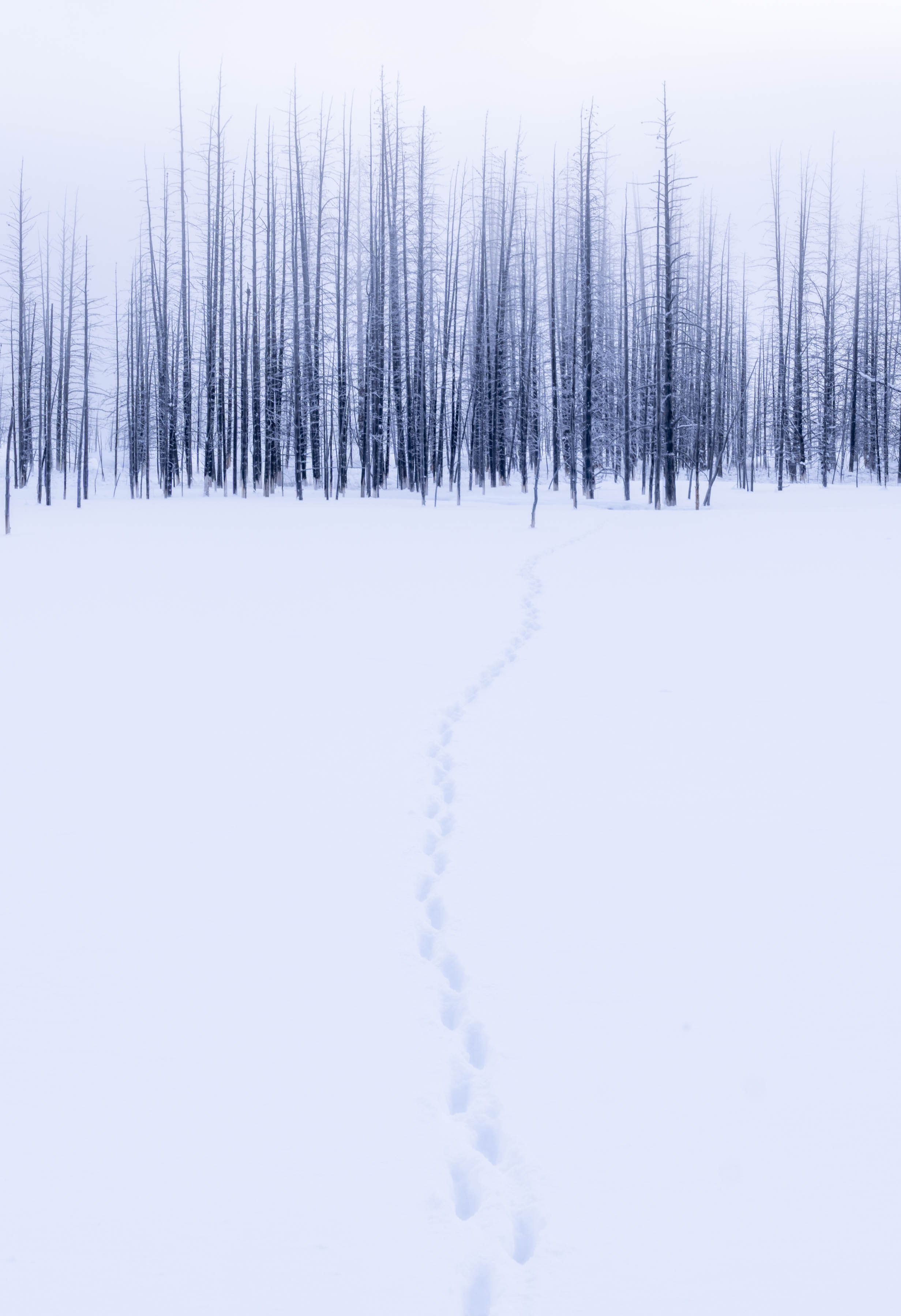 Solitude — Yellowstone winter