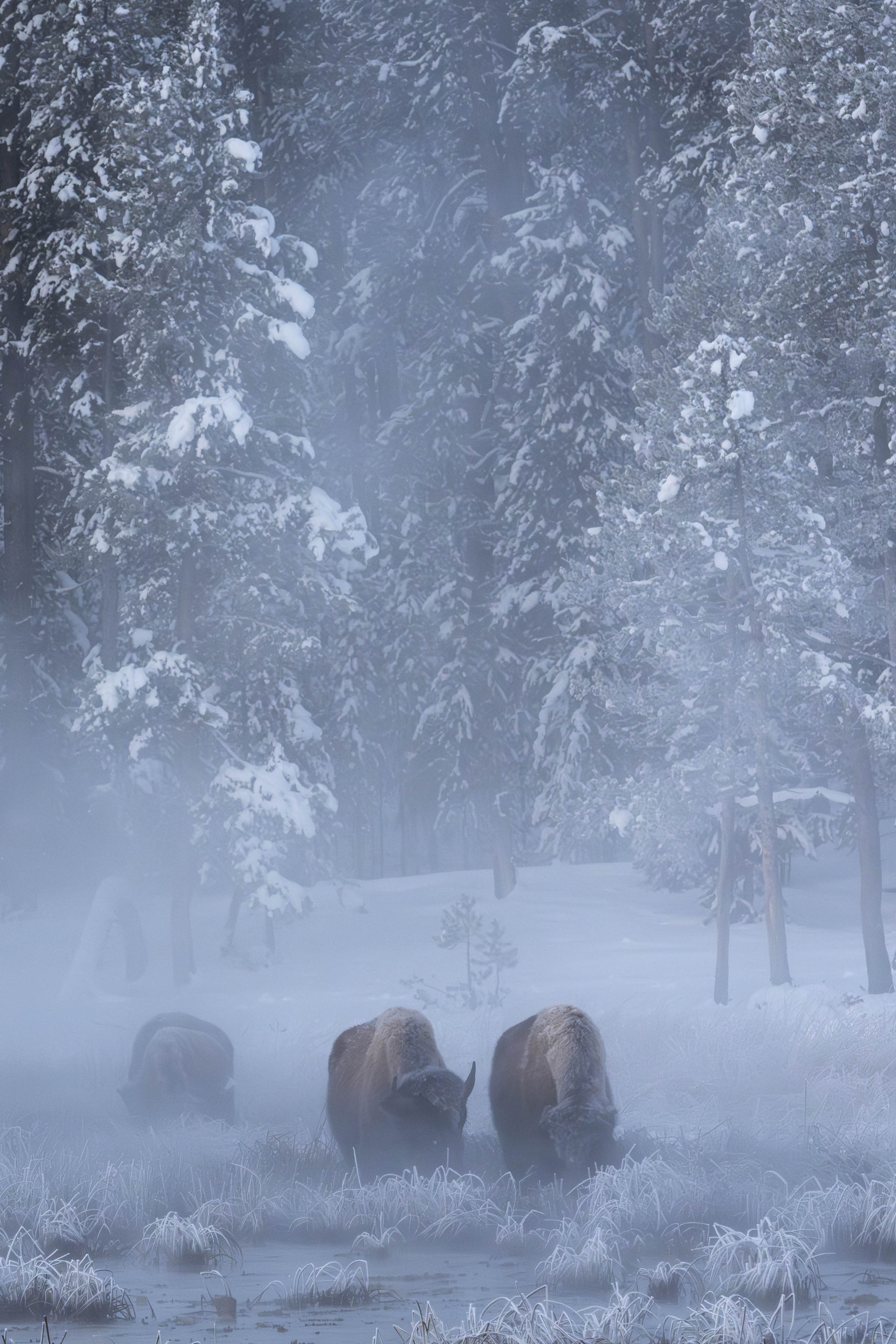Solitude — bison in mist, Yellowstone in winter